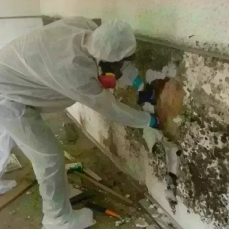 Mold Remediation and Removal in Chelsea, OK